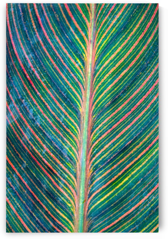 Colorful Calathea Leave by Adel B Korkor