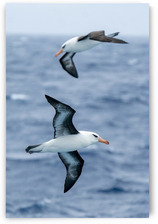 Black-browed Albatross by Adel B Korkor