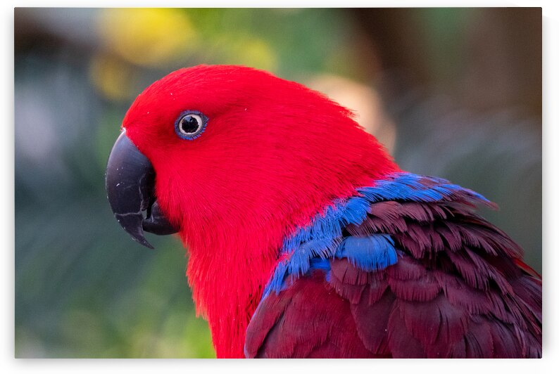 Eclectus Parrot by Adel B Korkor
