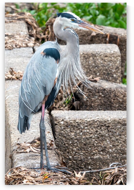 Great Blue Heron by Adel B Korkor