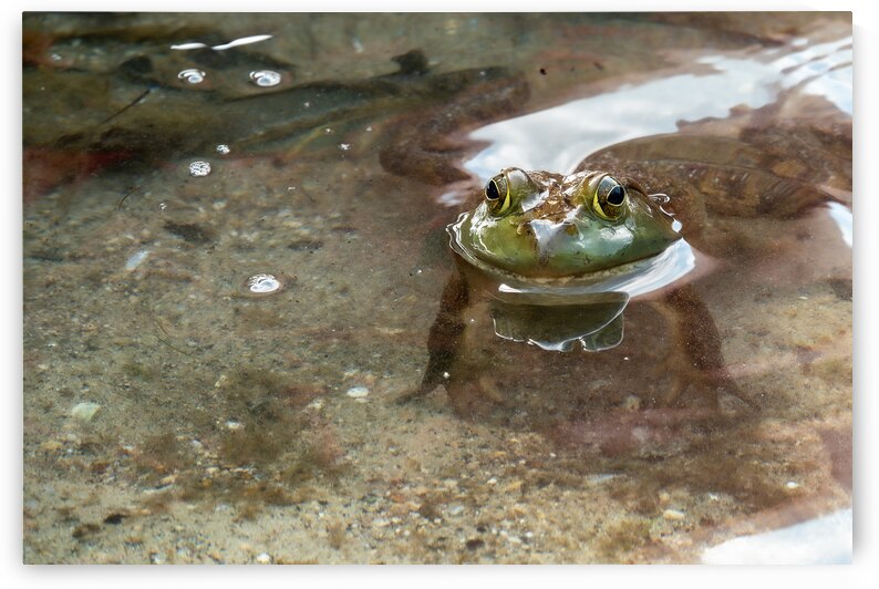 American Bullfrog Taking a Swim by Adel B Korkor