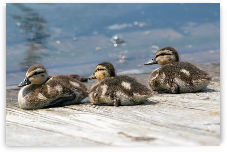 Mallard Ducklings by Adel B Korkor