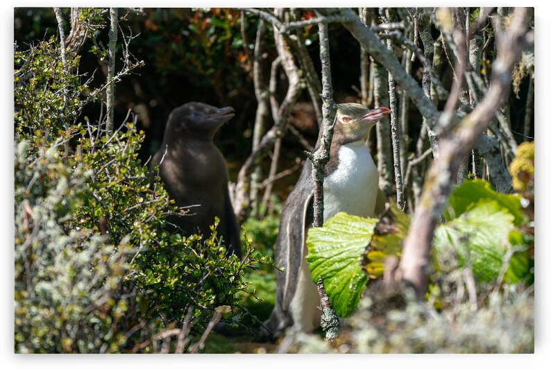 Yellow-eyed Penguin by Adel B Korkor