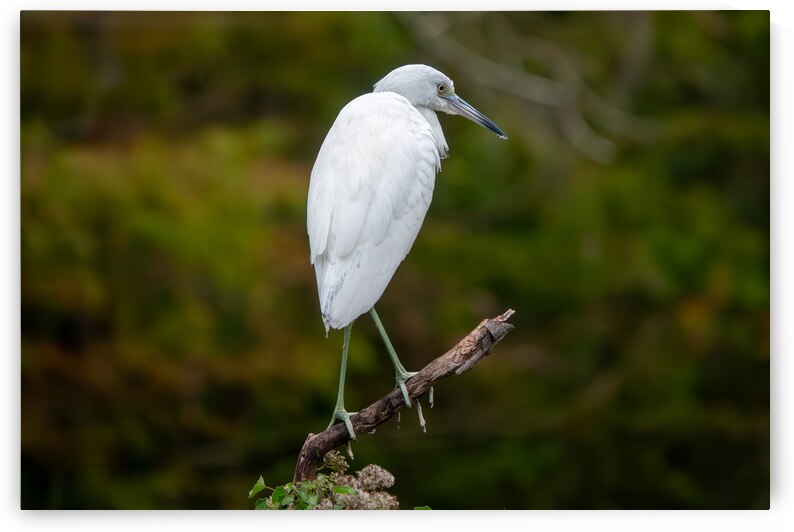 Juvenile Little Blue Heron by Adel B Korkor