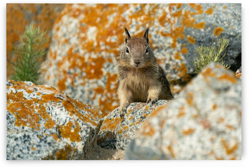 Mountain Ground Squirrel by Adel B Korkor