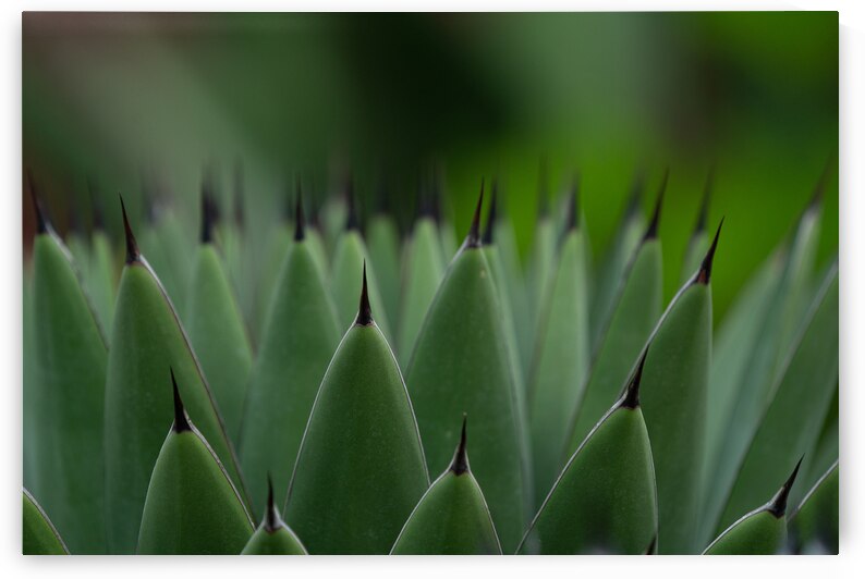 Huachuca Agave Plant by Adel B Korkor