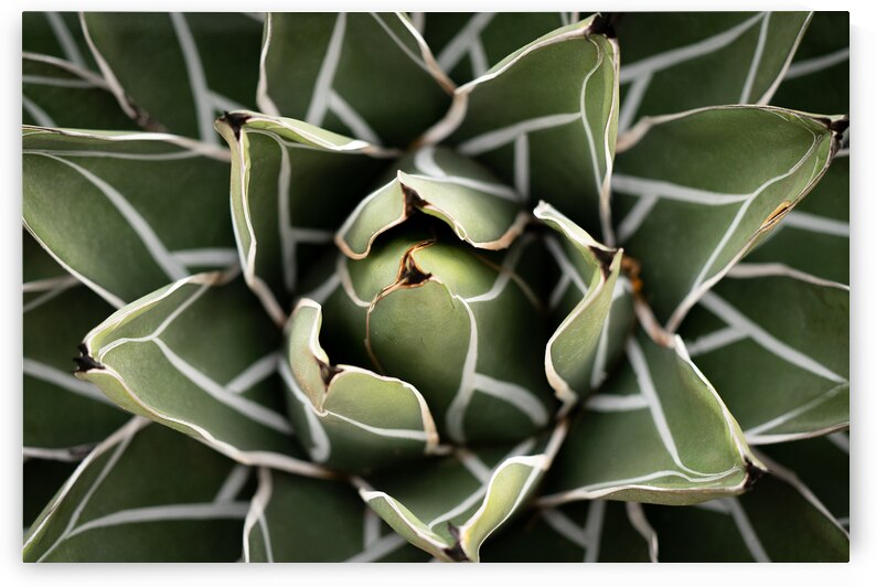 Agave Victoria-reginae Plant by Adel B Korkor