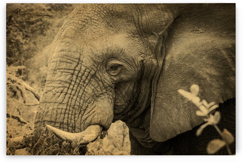 African Bush Elephant by Adel B Korkor