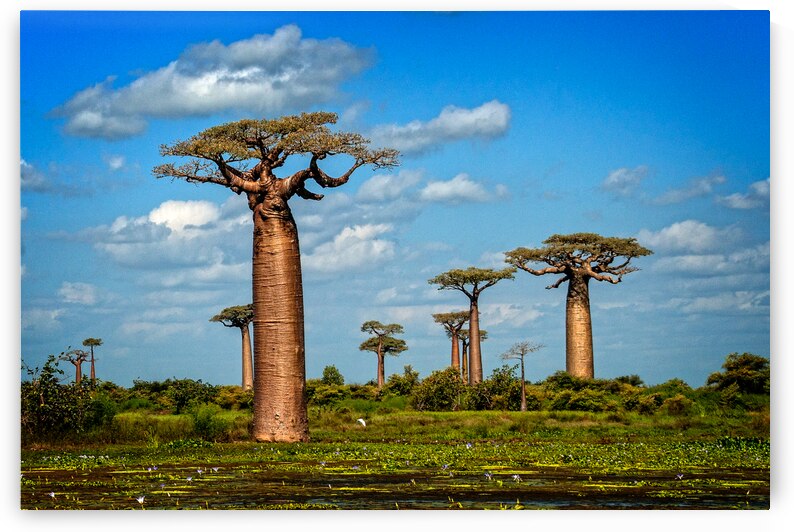 Baobab Trees by Adel B Korkor