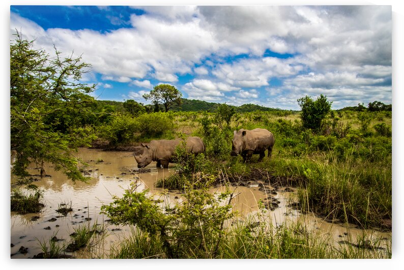 Rhinos at the Hluhluwe–Imfolozi Park by Adel B Korkor