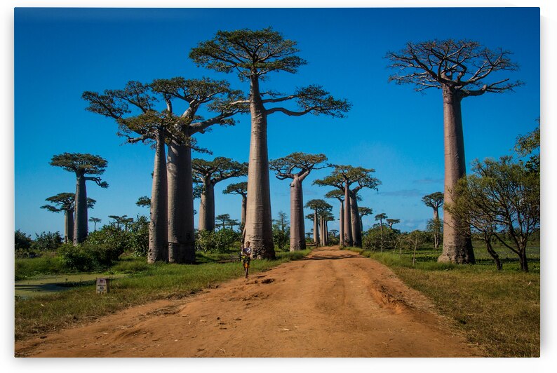 Avenue of the Baobabs by Adel B Korkor