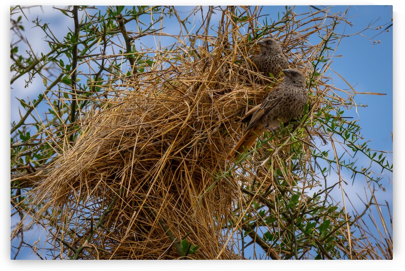 Rufous-tailed Weaver by Adel B Korkor