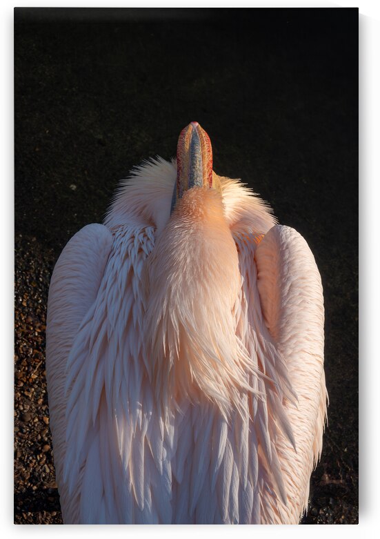 Great White Pelican by Adel B Korkor
