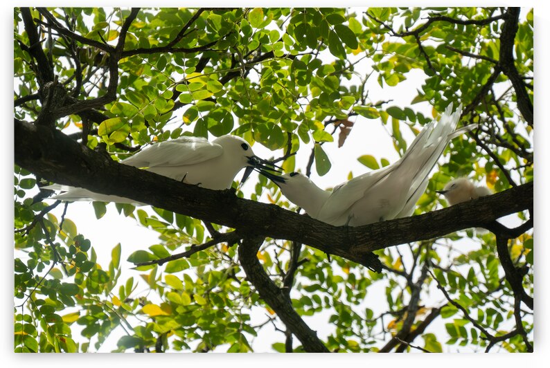 White Terns by Adel B Korkor