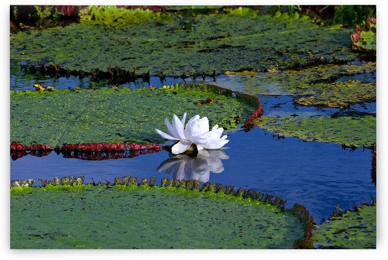 Amazon Water Lilly by Adel B Korkor
