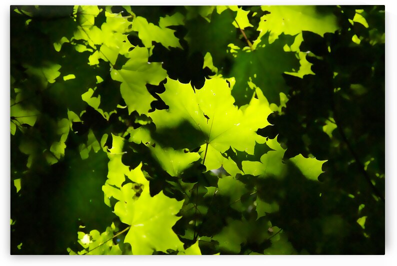 Maple Leaves by Adel B Korkor