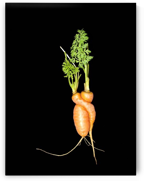 Carrot Love by Adel B Korkor