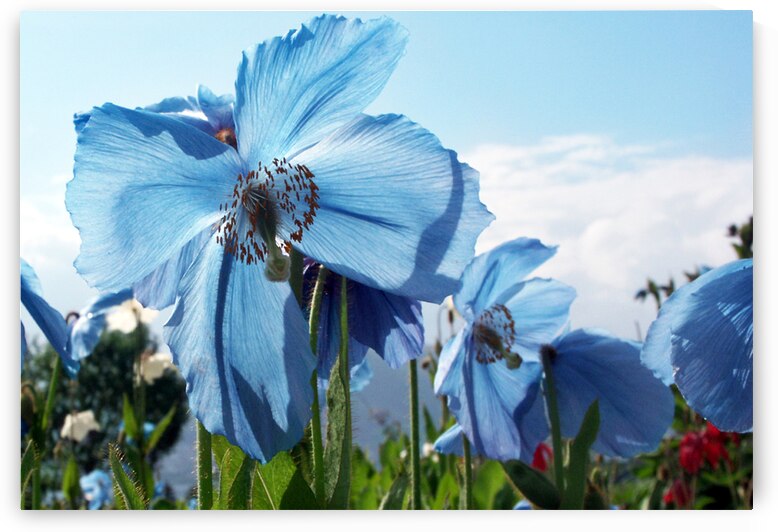 Himalayan Blue Poppy Flowers by Adel B Korkor