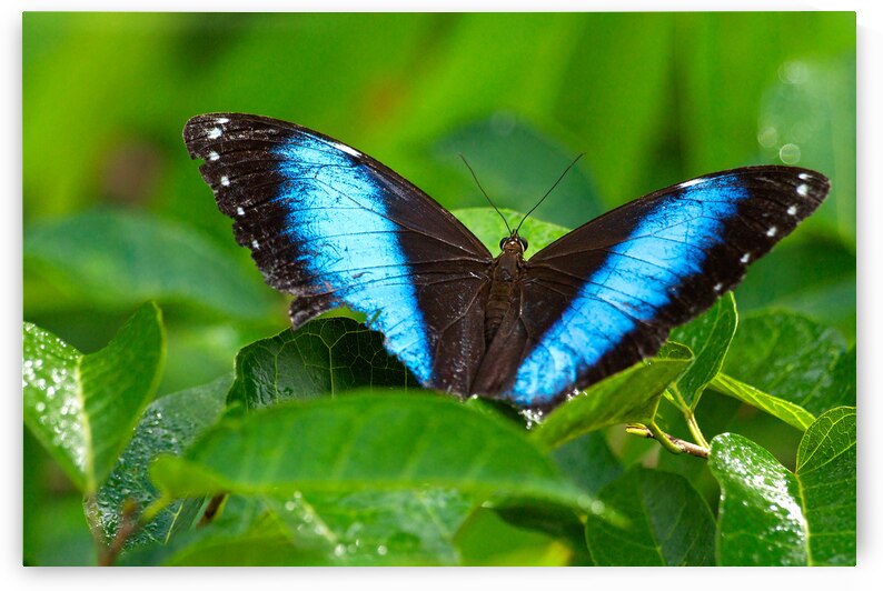 Achilles Blue Morpho Butterfly by Adel B Korkor