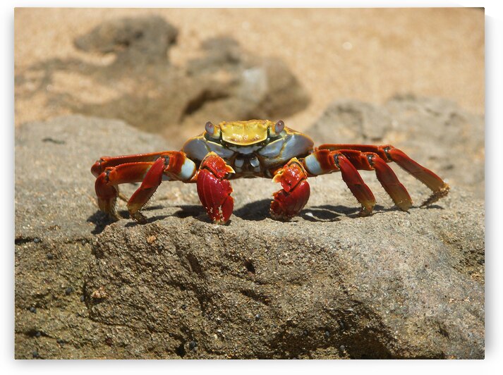 Sally Lightfoot Crab by Adel B Korkor