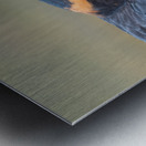 Aplomado Falcon Metal print