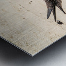 Sooty Tern Couple Metal print