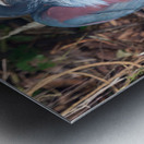 Agami Heron Metal print