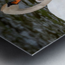 Mute Swans Metal print