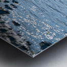 Juvenile Bald Eagle Metal print