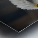 Bald Eagle Metal print