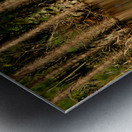 Reflections In The Amazon Metal print