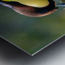 Keel-Billed Toucan Metal print