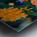 Bee on Butterfly Weeds Metal print