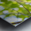 Ring-tailed Lemur Metal print