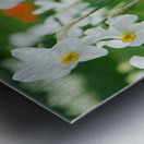 White Daffodil Metal print