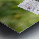 Baby Bluebirds Metal print