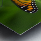Monarch Butterfly Metal print