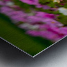 Pink Coreopsis at the Botanical Gardens Metal print