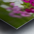 White Coreopsis at the Botanical Gardens Metal print