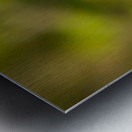 Perched Bluebird Metal print