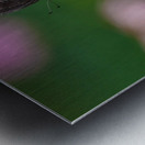 Red-Spotted Purple Admiral Butterfly Metal print