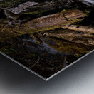 Proxy Creek Oregon Metal print