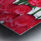 Red Tulips Metal print