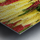 Colorful Lupines Metal print