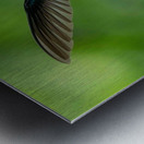 Handsome White-Necked Jacobin Metal print