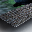 Black Bear Cub Metal print