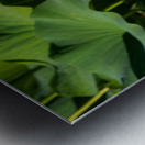 Lotus Flower Metal print