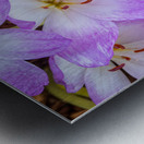 Purple Crocus Flowers Impression metal