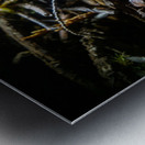 Mycena leptocephala Mushrooms Metal print