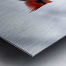 Northern Cardinal Metal print